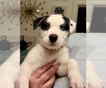 Small #3 Huskies  Mix
