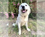 Small #7 Great Pyrenees