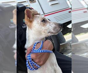 Mutt Dogs for adoption in Houston, TX, USA