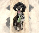 Small #2 Bernedoodle