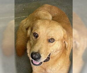 Golden Retriever-Unknown Mix Dogs for adoption in San Antonio, TX, USA