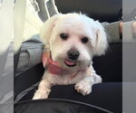Small #18 Maltese