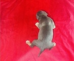 Small #4 American Bully