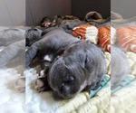 Small #4 Irish Dane