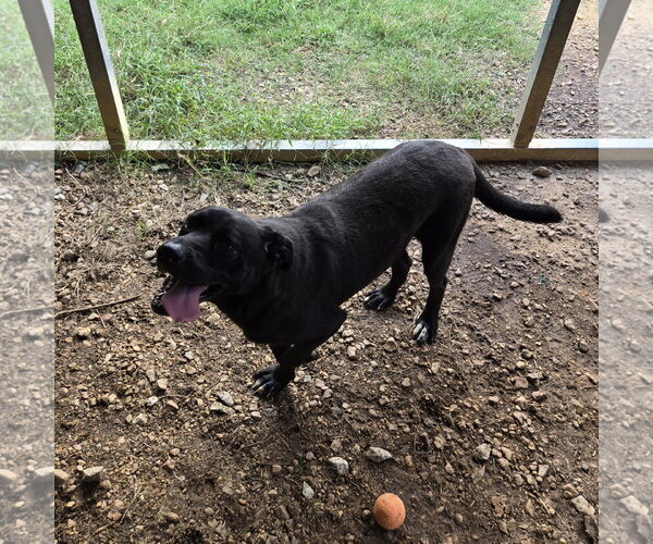 Medium Photo #2 Mutt Puppy For Sale in Jackson, MS, USA