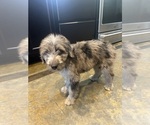 Small #3 F2 Aussiedoodle