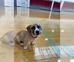 Small #8 Mutt