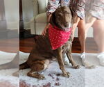 Small #2 Labrador Retriever-Mountain Cur Mix