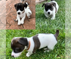 Jack Russell Terrier Puppy for sale in CARMICHAEL, CA, USA