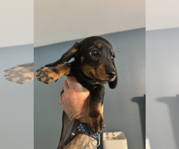 Medium Photo #1 Dachshund Puppy For Sale in HATBORO, PA, USA