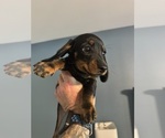 Puppy Puppy 3 Dachshund