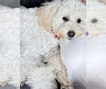 Small #4 Poochon