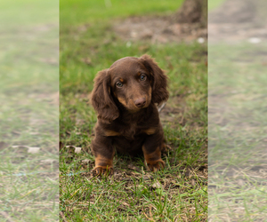 Dachshund Puppy for sale in BREMEN, IN, USA