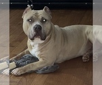 Small Photo #1 American Bully Puppy For Sale in SYRACUSE, NY, USA