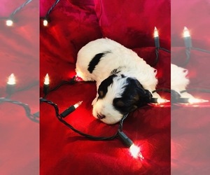 Miniature Bernedoodle-Poodle (Miniature) Mix Puppy for sale in ARTHUR, IL, USA
