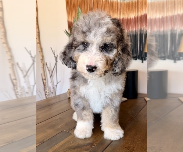 Medium Photo #7 Bernedoodle Puppy For Sale in CENTURIA, WI, USA