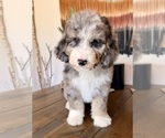 Small #6 Bernedoodle