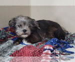 Small #1 Shih Tzu Mix