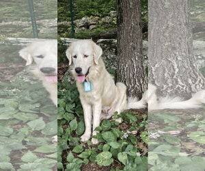 Great Pyrenees Dogs for adoption in Croydon, NH, USA