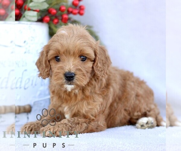 Medium Photo #1 Goldendoodle (Miniature) Puppy For Sale in EPHRATA, PA, USA