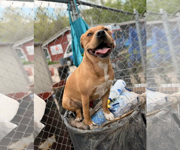 Medium Photo #2 Mutt Puppy For Sale in Martinsburg, WV, USA