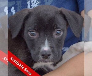 American Staffordshire Terrier-Border Collie Mix Dogs for adoption in Huntley, IL, USA
