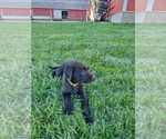 Small #7 Labrador Retriever