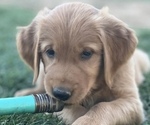 Puppy Dk Pink Collar Golden Retriever