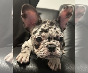 French Bulldog Puppy for sale in CENTRALIA, WA, USA