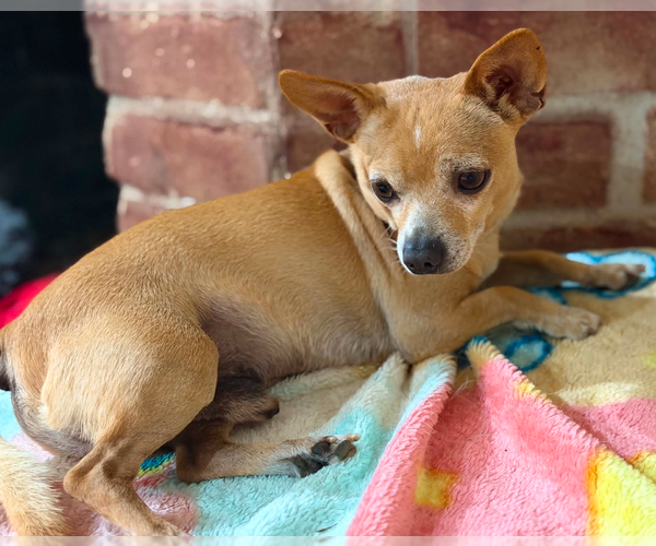 Medium Photo #2 Chihuahua-Unknown Mix Puppy For Sale in Cranston, RI, USA