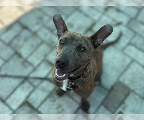 Medium Photo #3 American Pit Bull Terrier Puppy For Sale in Ocala, FL, USA