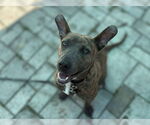 Small #2 American Pit Bull Terrier