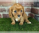 Small #7 Cavalier King Charles Spaniel