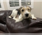 Small #17 Parson Russell Terrier
