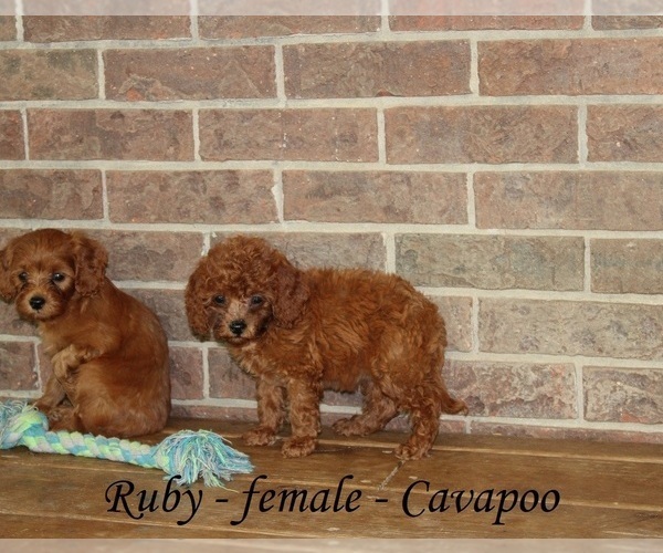Medium Photo #2 Cavapoo Puppy For Sale in CLARKRANGE, TN, USA