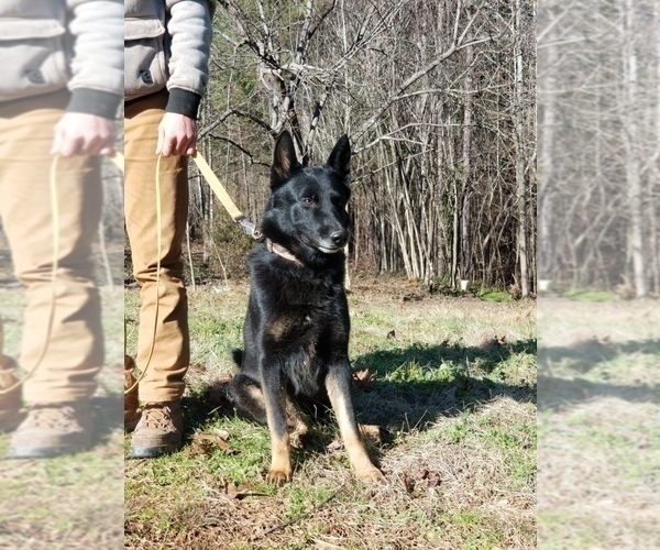 Medium Photo #1 German Shepherd Dog Puppy For Sale in KENBRIDGE, VA, USA