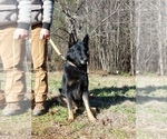 Small Photo #1 German Shepherd Dog Puppy For Sale in KENBRIDGE, VA, USA
