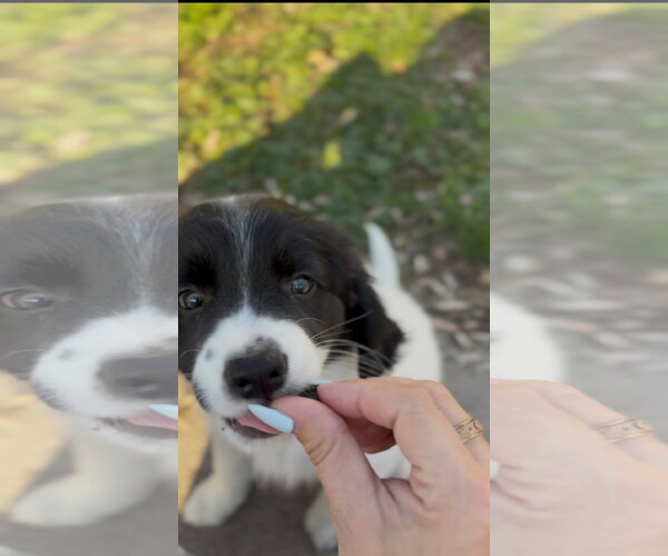 Medium Photo #2 Beagle-Great Pyrenees Mix Puppy For Sale in Brooklyn Center, MN, USA