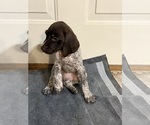 Puppy Patches German Shorthaired Pointer