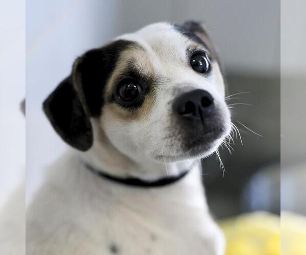 Medium Photo #1 Chihuahua-Unknown Mix Puppy For Sale in San Antonio, TX, USA