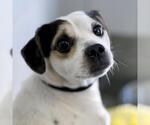 DALLAS - Male Chihuahua-Unknown Mix Dog for Adoption - Small photo