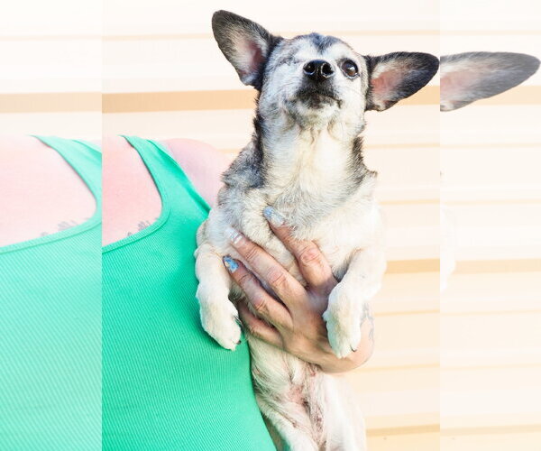 Medium Photo #6 Chihuahua-Unknown Mix Puppy For Sale in Phoenix, AZ, USA