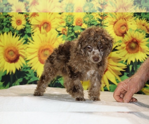 Medium Photo #10 Poodle (Toy) Puppy For Sale in DYERSBURG, TN, USA