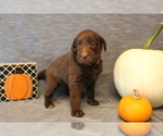 Small Photo #3 Double Doodle Puppy For Sale in BOTHELL, WA, USA