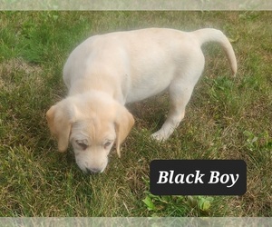 Goldendoodle Puppy for Sale in MUSKEGON, Michigan USA