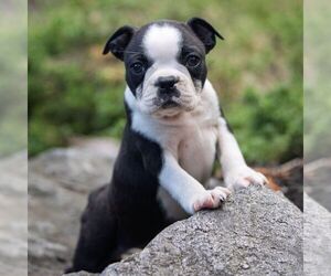 Boston Terrier Puppy for sale in MANHEIM, PA, USA