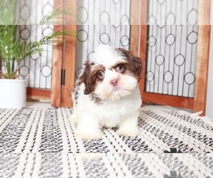 Shih Tzu Puppy for sale in NAPLES, FL, USA