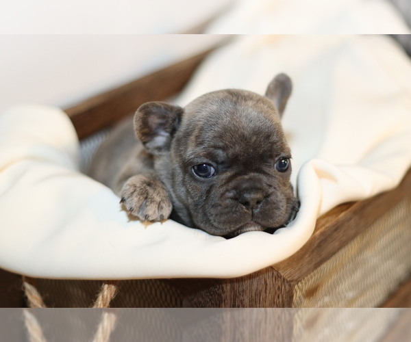 Medium Photo #7 French Bulldog Puppy For Sale in GILLETTE, WY, USA