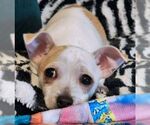 Small #2 Chihuahua Mix