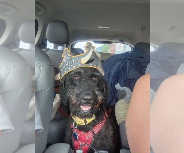 Medium Photo #1 Chesa-Poo Puppy For Sale in Springdale, PA, USA